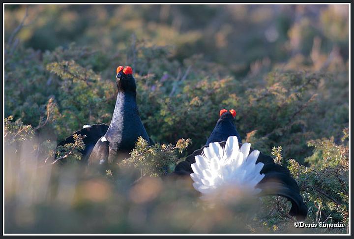 parade de tétras lyres